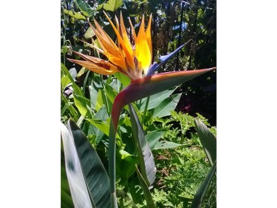 Holiday house Eira - Calhau Grande - Environment photo 18