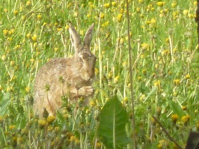 Holiday apartment Lück 3 - Environment photo 11