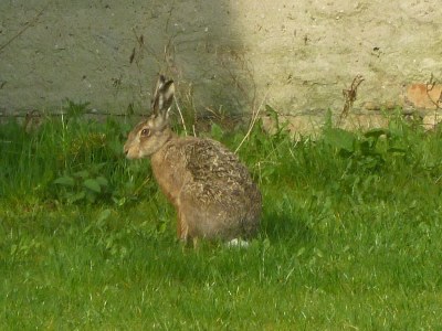 Holiday apartment Haus Dreischläfer deluxe - Environment photo 19