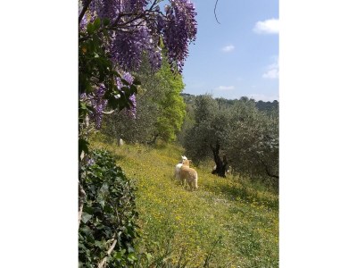 Holiday house Casa Juliana - Outdoor photo 9