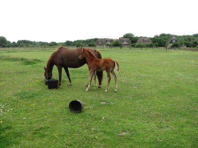Villa The Buitenhof with conservatory - Environment photo 20