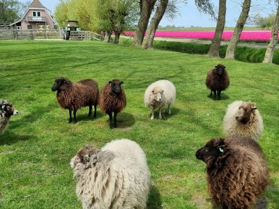 Apartment Country life - Outdoor photo 13