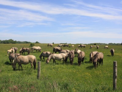 Holiday house Scheersbergkate - Environment photo 31