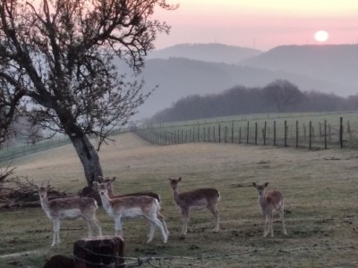 Holiday apartment am Nationalpark Eifel - Environment photo 26