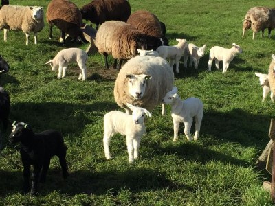 Holiday house NÃ¶hles - Environment photo 32