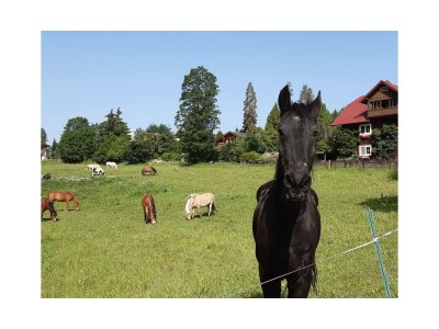 Holiday house House for two families in the mountains - Environment photo 31