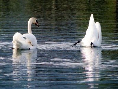 Holiday apartment Herkommer - Environment photo 30