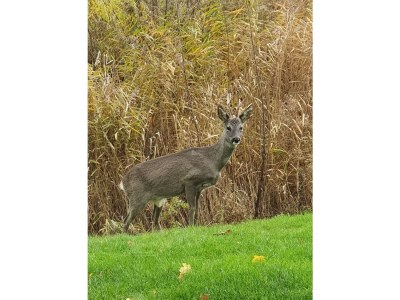 Holiday house Beachvilla Grachtenblik - Outdoor photo 6