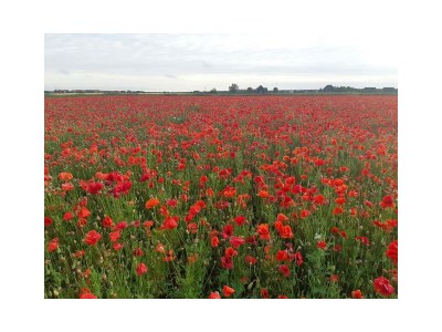 Bungalow The Breakwater - Environment photo 34