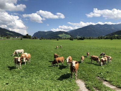 Holiday house holidayhouse Tauernblick for aprox.31 people - Environment photo 35