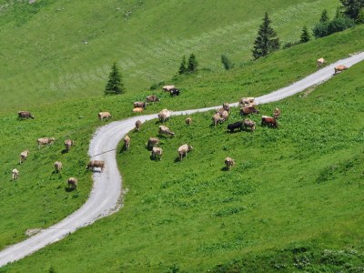 Holiday apartment Battlogg - Environment photo 24