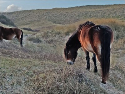 Apartment Apartment at the water-site - Environment photo 27
