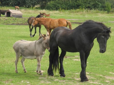 Holiday house Häuschen über der Lanke - Environment photo 25