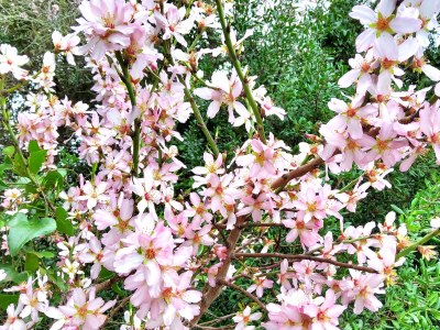 Holiday house Casa Velha - Environment photo 25