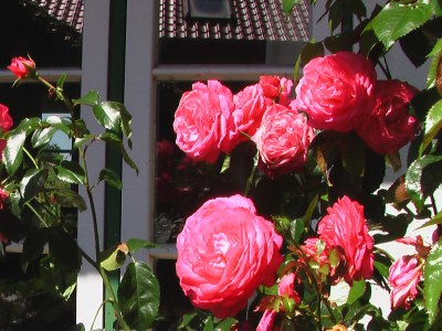 Holiday house Farm - Outdoor photo 7