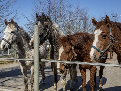 Holiday house Farm - Outdoor photo 12