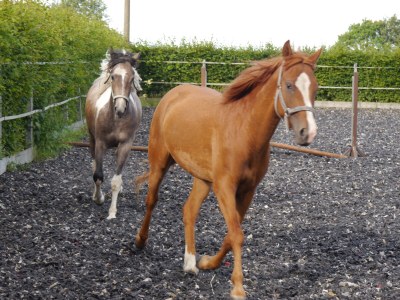 Holiday house Farm - Environment photo 33