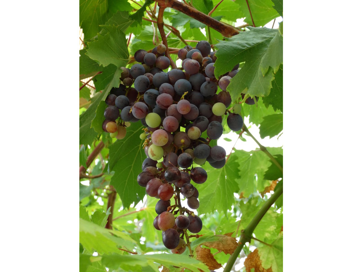 Holiday apartment hoops - Outdoor photo 5