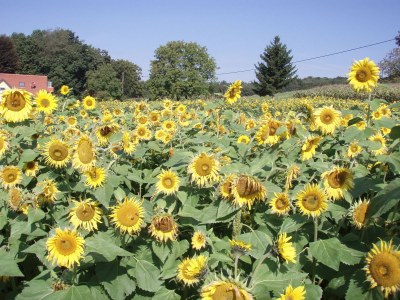 Holiday house Karla Estate's "Monga" - Environment photo 20