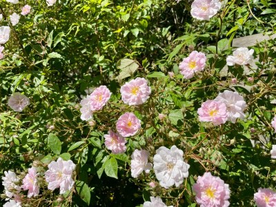 Holiday house Haus Ackerpflanze - Outdoor photo 13