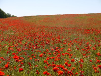 Holiday apartment Meerestraum - Environment photo 32