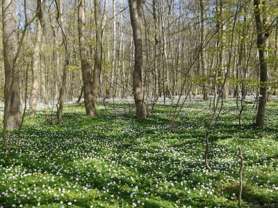 Holiday apartment Meerestraum - Environment photo 33