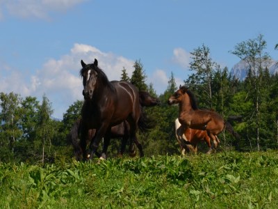Holiday apartment HochkÃ¶nigblick at Bichlgut - Environment photo 14