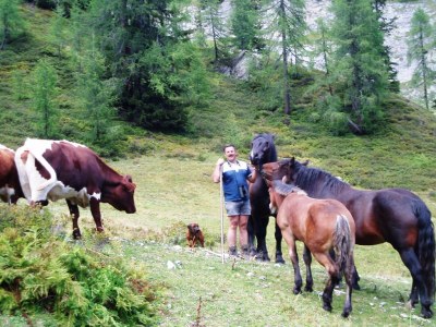 Holiday apartment HochkÃ¶nigblick at Bichlgut - Environment photo 20