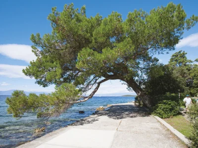 Holiday apartment Oreskovic - Environment photo 18