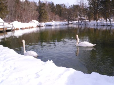 Holiday apartment The 'Traunmühle' - Outdoor photo 13