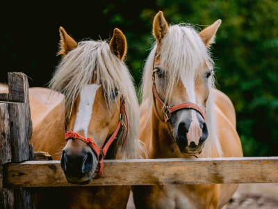 Chalet Klein-Fein Eichernhof "Apfelblüte" - Outdoor photo 15