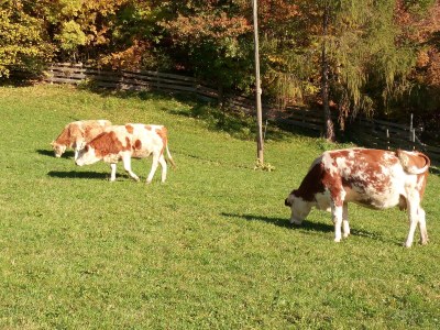 Holiday apartment KirschblÃ¼te Klein-Fein Eichernhof - Outdoor photo 11