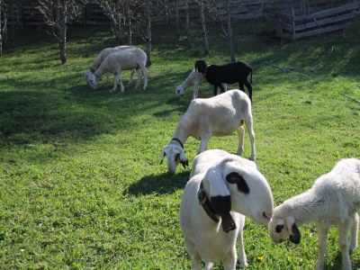 Holiday apartment KirschblÃ¼te Klein-Fein Eichernhof - Outdoor photo 13