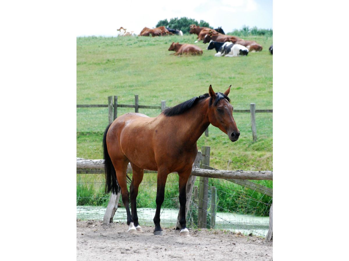 Farmhouse Wiesenwohnung - Outdoor photo 2