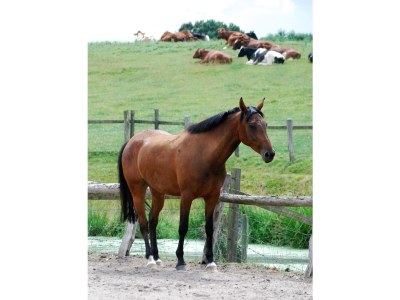 Farmhouse Wiesenwohnung - Outdoor photo 2