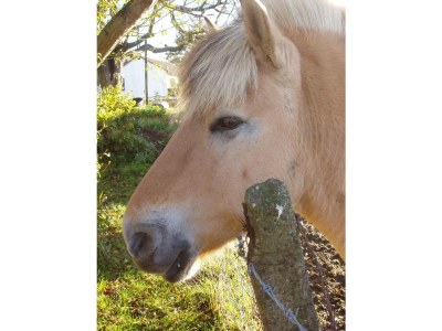 Farmhouse Wiesenwohnung - Outdoor photo 10