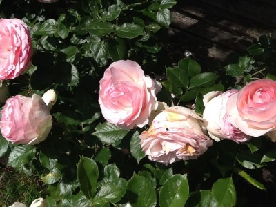 Holiday apartment Vollenbrock - Environment photo 20