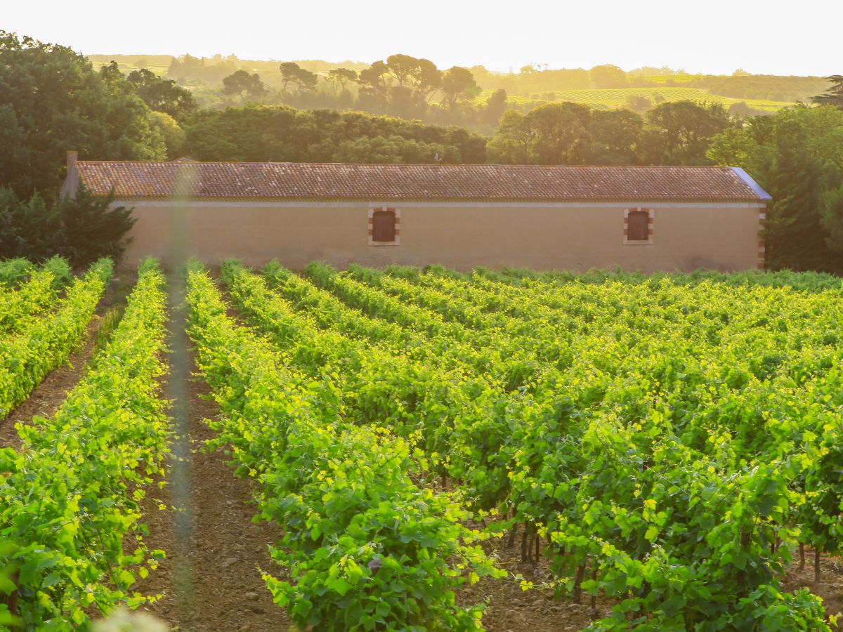 Holiday apartment Apartment 'Gîte Les vendangeurs' - Outdoor photo 4