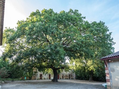 Holiday apartment Apartment 'Gîte Les vendangeurs' - Outdoor photo 7