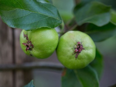 Holiday apartment Platzl im Mesnerhaus - Outdoor photo 6