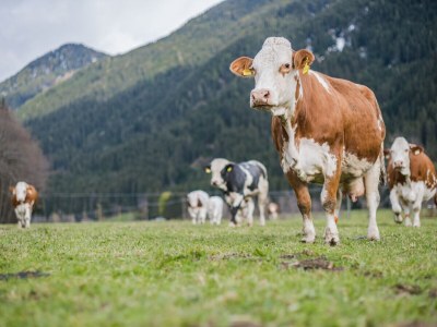 Holiday apartment Hintnerhof - Environment photo 22