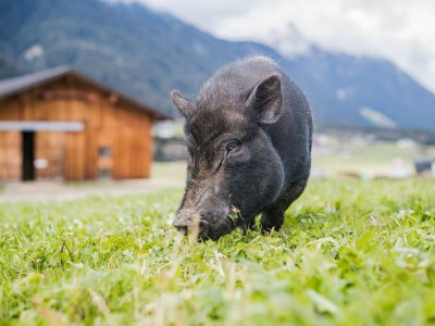 Holiday apartment Hintnerhof - Environment photo 23