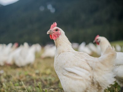 Holiday apartment Hintnerhof - Environment photo 24