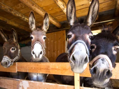 Holiday apartment Bründlinger - Environment photo 27