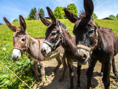 Holiday apartment Bründlinger - Environment photo 28