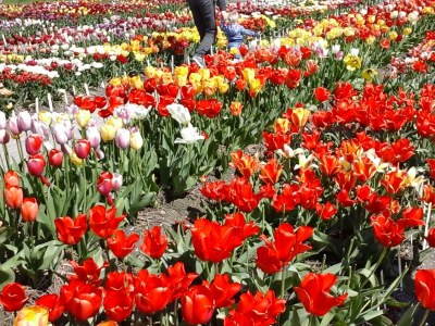 Holiday house Aquaronde 75 on peninsula - Environment photo 29