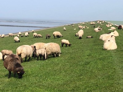 Holiday apartment Meerzeit - Environment photo 19