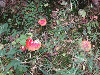 Holiday apartment Waldblick - Environment photo 22