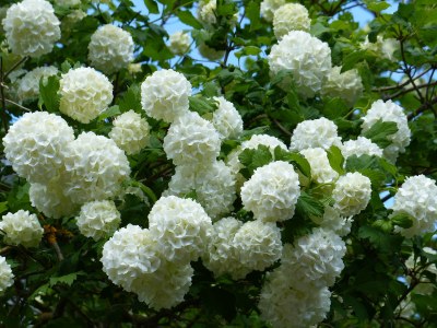 Holiday apartment Waldblick - Environment photo 23