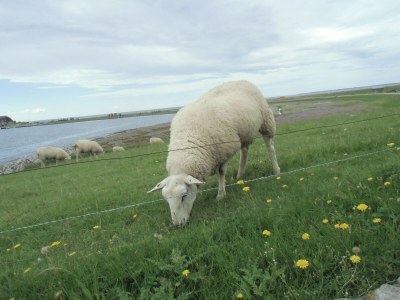 Holiday apartment Oland in Haus Halligblick - Environment photo 29